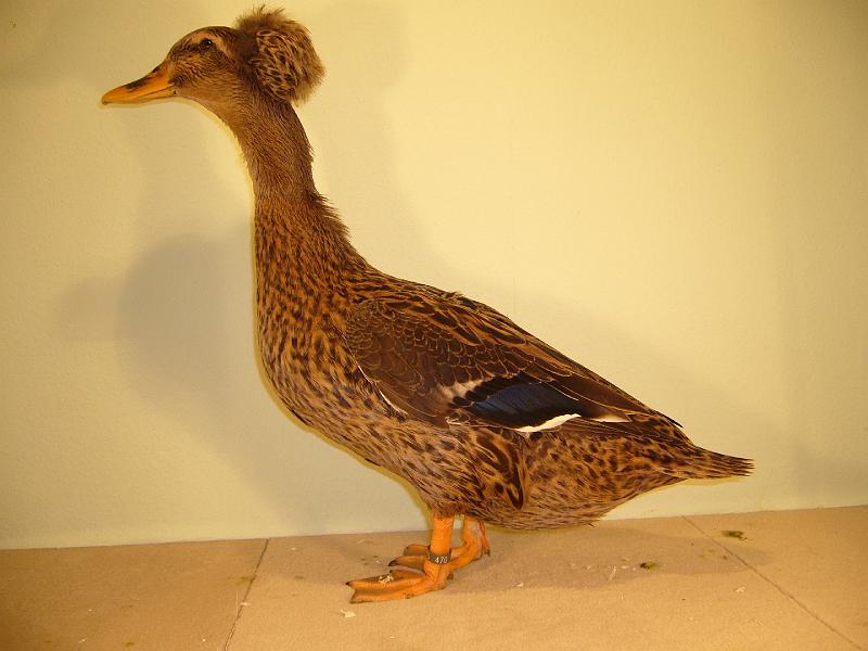 Muenster 2008 682.jpg - Landente mit Haube von Friedhelm Grisse Preis sg 94 E